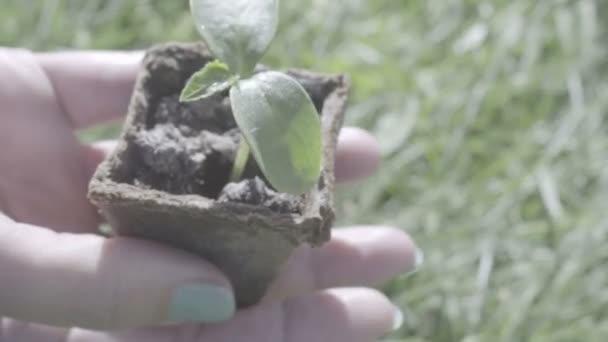 Mano femenina sosteniendo planta verde en caja hierba fondo actividades primaverales, maravilloso mundo naturaleza belleza prado, plantación creciente germinación — Vídeos de Stock