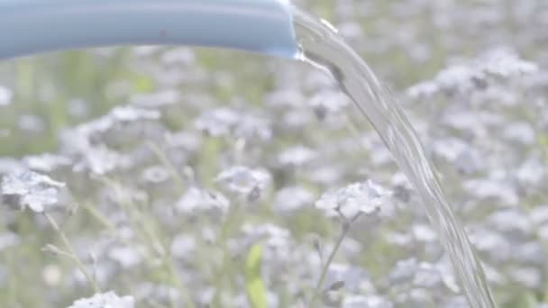 Bewässerung vergiss mich nicht Blumen — Stockvideo