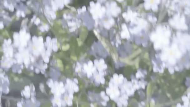 Survolant oublier moi pas fleurs prairie — Video