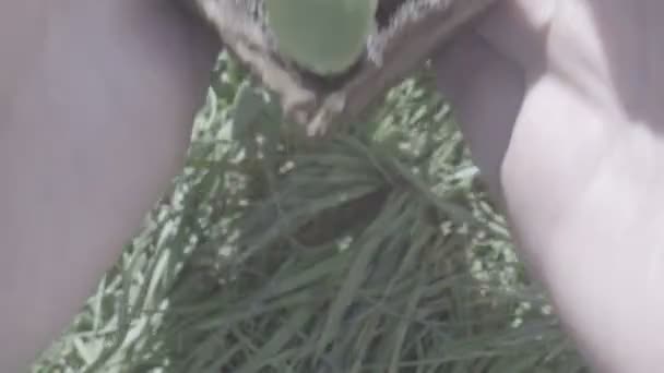 Main de femme tenant une petite plante d'arbre vert, vue de dessus . — Video