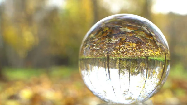 Nature Video Scenario scene close up in crystal ball with backgorund of colorful maple leaf and