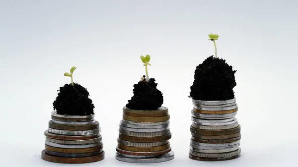 Monedas de oro en suelo con planta joven. Concepto de crecimiento del dinero . Imagen De Stock