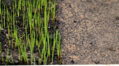 Zıtlık konsepti, büyüyen bitkilerle yarı toprak yeşil çimenler ve ölü çöl zeminiyle