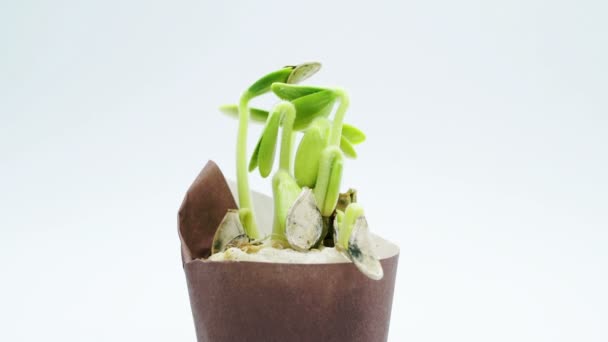 Small plants growing in pot, sprouts germination process isolated on white background, spring time — Stock Video