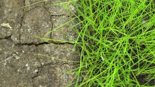 Concepto de diferencia de contraste, medio terreno con plantas en crecimiento hierba verde y tierra seca desierto muerto — Vídeos de Stock