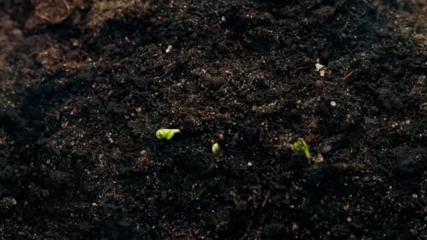 Small green plants growing from soil ground, agriculture concept, new life, spring time lapse — 비디오