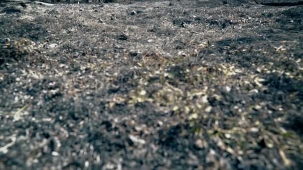 Wald nach Großbrand, verbranntem Gras und verbrannten Bäumen, Umweltkatastrophe, Katastrophe — Stockvideo