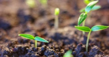 Germination of seeds, Growing plants in spring timelapse, sprouts germinating, newborn vegetable