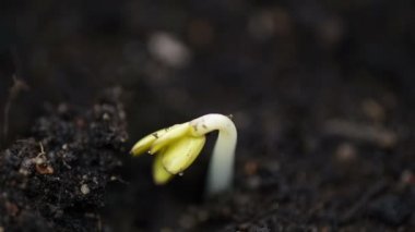 Small green plant sprout germinating from seed, extreme close up of germination time lapse, spring