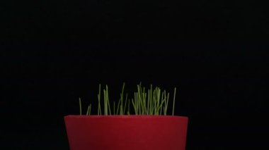 small plant pot, green grass, growing plants, germination, spring time lapse, isolated on black
