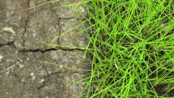 Conceito de diferença de contraste, meio solo com plantas em crescimento, grama verde e deserto morto terra seca — Vídeo de Stock