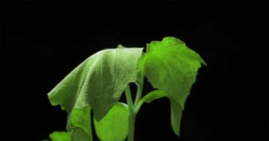 Green plant growing time lapse, isolated on black, spring time nature new life birth, revival