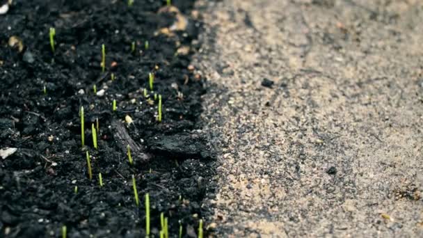 Demi-sol avec des plantes en croissance herbe verte et désert mort terre sèche avec fissure, sol sans vie — Video