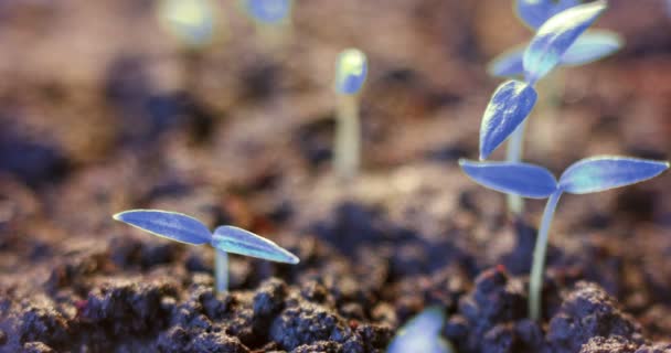 Futuristische wereld, groeiende blauwe plant van de grond, kiemproces, beginnig, ongewoon, toekomst — Stockvideo