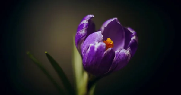 Flor de croco, flor roxa azul florescendo, abertura, lapso de tempo de primavera, isolado em preto — Fotografia de Stock