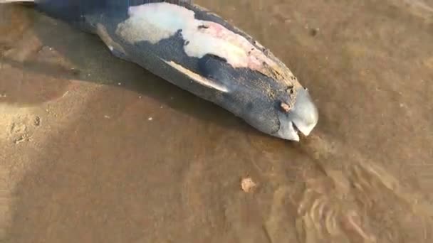 Povero giovane delfino sdraiato morto sulla spiaggia, spiaggia indiana, catastrofe ecologica, disastro naturale — Video Stock