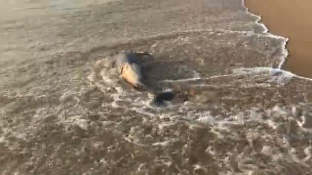 불쌍 한 어린 돌고래가 죽어 가는 인도 해변, 생태학적 재앙, 자연 재해 — 비디오