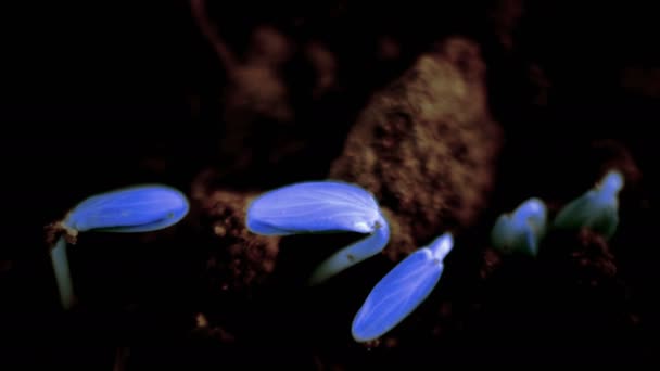 Monde futuriste, culture de plantes bleues à partir du sol, processus de germination, débutant, inhabituel, futur — Video