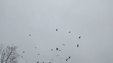 Şehirdeki evin etrafında dönen kuş sürüsü, ses ve nalları dikmiş.
