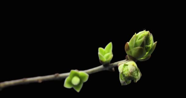 Brotes pequeños que surgen en la rama del árbol, proceso de germinación, evolución, lapso de tiempo de primavera, pestel — Vídeo de stock