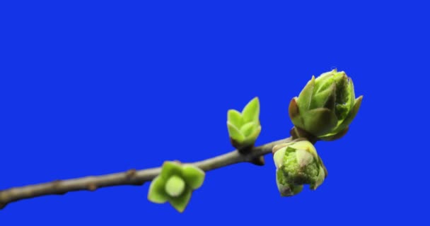 Kleine spruiten stijgen op tak van de boom, kiemproces, evolutie, lente time lapse, pestel — Stockvideo