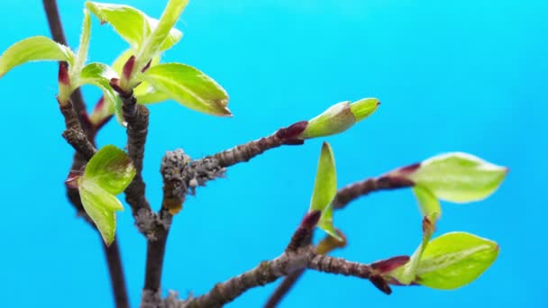 나무 가지 위에서 자라는 작은 잎들, 발아 과정, 진화, 봄 시간의 경과 — 비디오