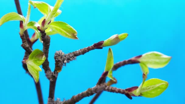 Small leaves growing, rising on the branch of tree, germination process, evolution, spring time lapse — стоковое видео