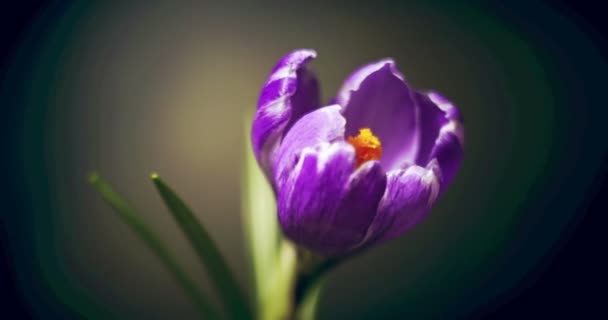 Crocus virág, kék lila virág virágzik, nyílás, tavasz idő szünet, elszigetelt fekete — Stock videók