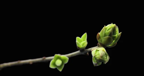 나무 가지 위에 돋아나 있는 작은 싹, 발아 과정, 진화, 봄철의 퇴화, 정어리 — 스톡 사진