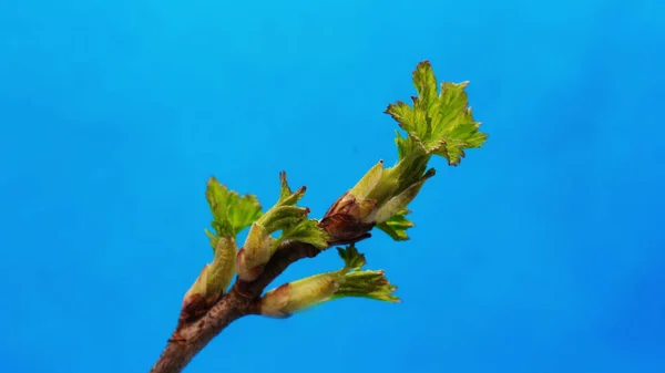 Green leaves rising on the tree branch, opening blossom, spring time lapse, on blue background — Stock Photo, Image
