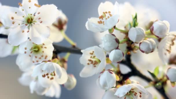 Zeitraffer des Frühlings, Kirschpflaume weiße Blüten blühen — Stockvideo