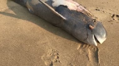 Zavallı genç yunus sahilde ölü yatıyor, Hint kıyısı, ekolojik felaket, doğa felaketi