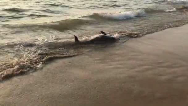 Szegény fiatal delfin feküdt holtan a tengerparton, indiai tengerpart, ökológiai katasztrófa, természeti katasztrófa — Stock videók