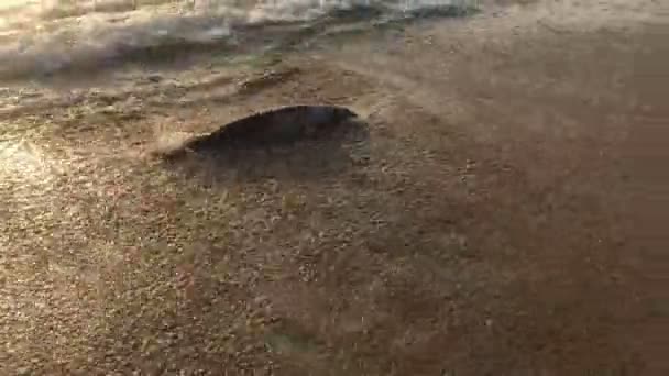 Pauvre jeune dauphin mort sur la plage, bord de mer indien, catastrophe écologique, catastrophe naturelle — Video