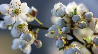 Bahar çiçekleri açılıyor. Güzel Bahar Erik Ağacı çiçekleri açık zaman dilimi, aşırı yakın çekim. Süre