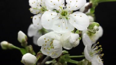 Bahar çiçekleri açılıyor. Güzel Bahar Erik Ağacı çiçekleri açık zaman dilimi, aşırı yakın çekim. Süre
