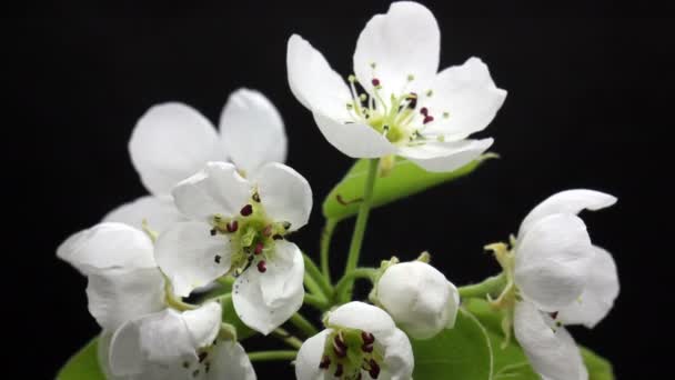 Flores de cerezo levantan sus flores, flores de primavera se abren. Hermosa flor de árbol de ciruela de primavera abierta — Vídeo de stock