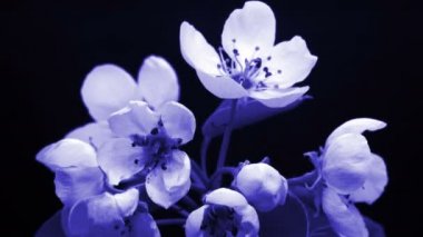 Bahar mavisi çiçekler açılıyor. Güzel Bahar Erik Ağacı Çiçeği açık zaman dilimi, aşırı yakın çekim