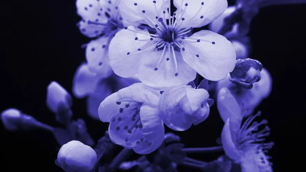 Primavera flores azuis abrindo. Bela flor de árvore de ameixa Primavera abrir timelapse, extremo close-up — Fotografia de Stock