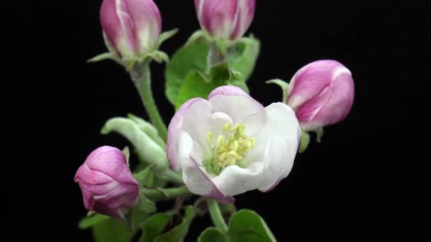floraison fleur de pommier dans le jardin, laps de temps de printemps, isolé sur noir 