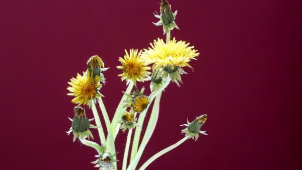 Fiori di tarassaco che sbocciano aprendo il suo fiore, periodo primaverile — Video Stock