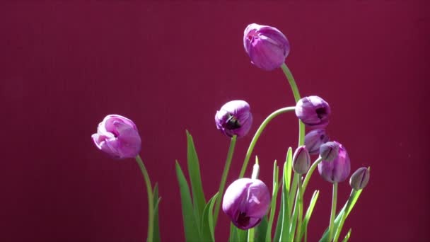 Ramo de tulipanes morados floreciendo, apertura de flor, lapso de tiempo de primavera, aislado sobre fondo rojo — Vídeo de stock