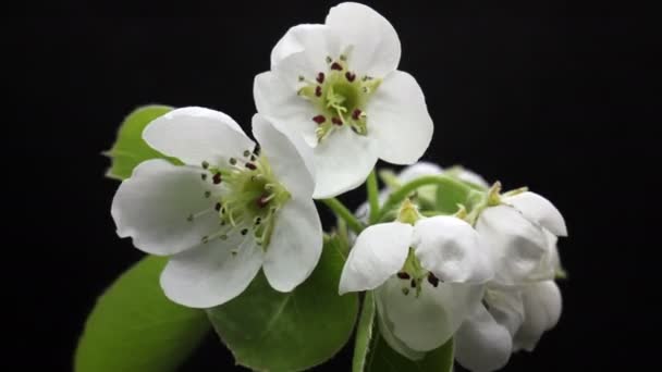 As flores de cerejeira levantam as suas flores, as flores de primavera abrem. Bela flor de ameixa Primavera aberto — Vídeo de Stock