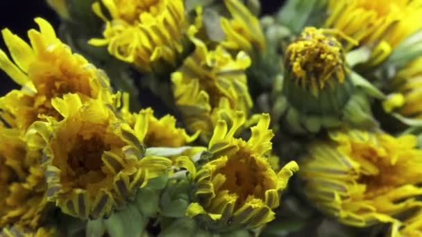 Flores de dente de leão lapso de tempo de abertura — Vídeo de Stock