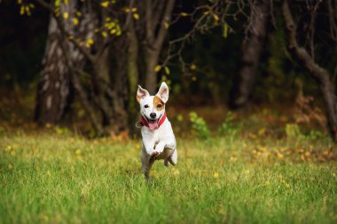 Köpek çim üzerinde çalışır. Bir köpek kulaklarına geliştirmek.