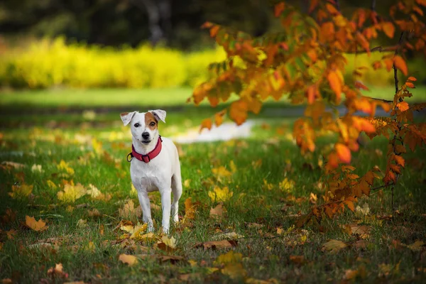 森の中の犬の秋の肖像画. — ストック写真