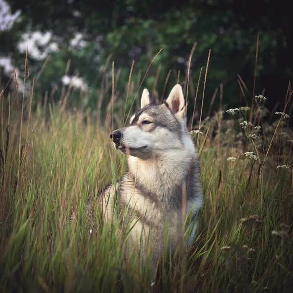 Orgulloso retrato de una raza de perros husky siberiano . — Foto de Stock