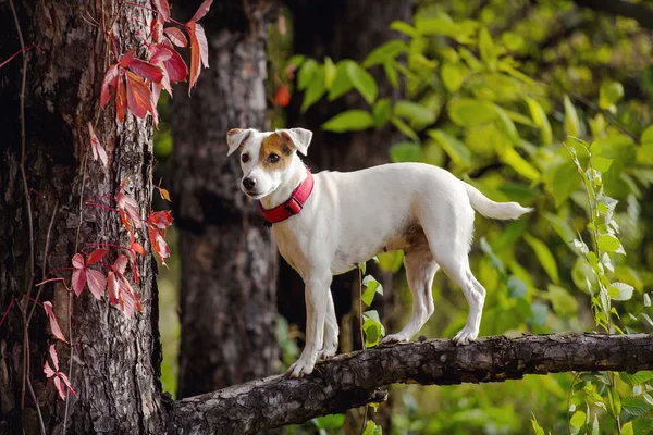 जंगलात कुत्र्याचे शरद ऋतूचे पोर्ट्रेट. झाडावर कुत्रा . — स्टॉक फोटो, इमेज