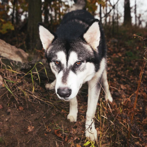 Olha o cão. Retrato de Malamute do Alasca . — Fotografia de Stock