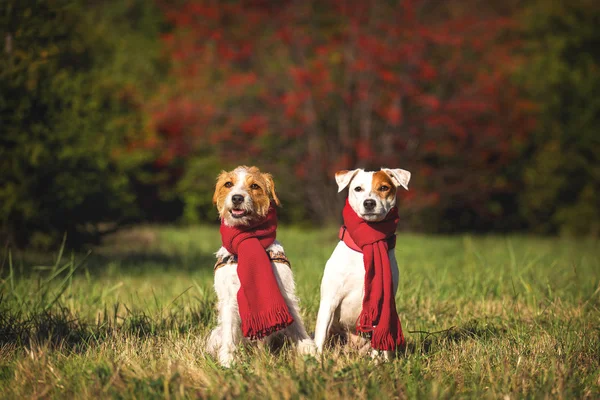 在围巾的狗。秋天的树林和狗. — 图库照片